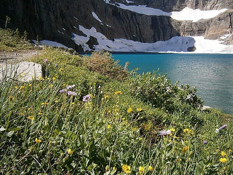 Icerberg Lake flowers