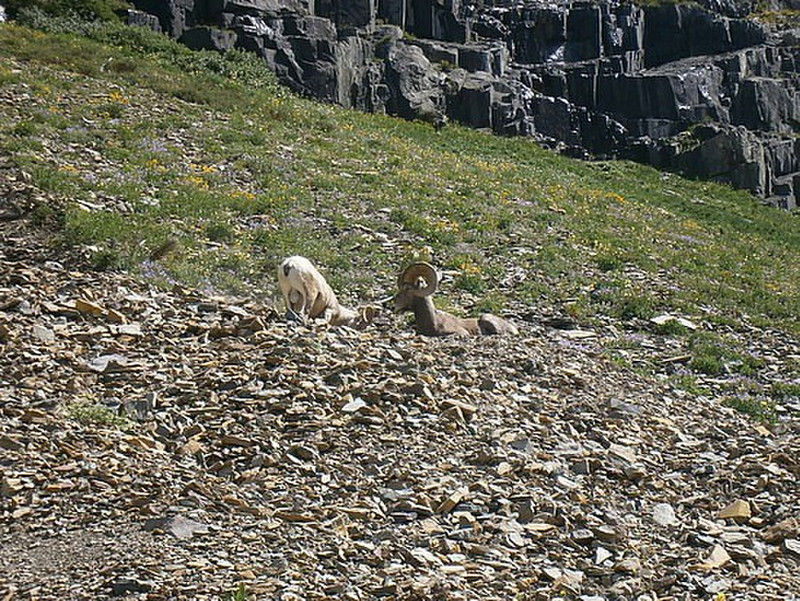 Highline Trail Goats