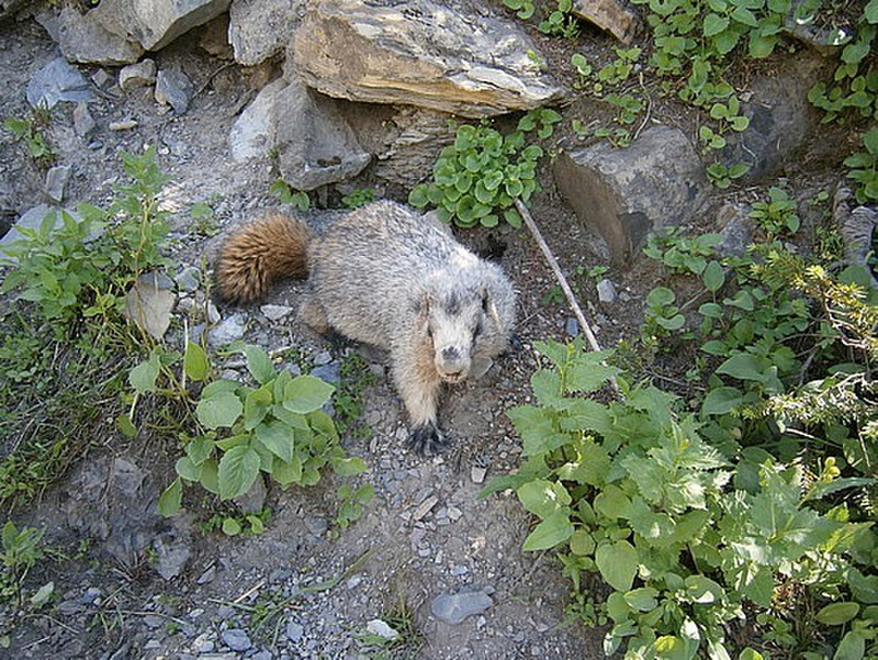 Highline Trail Marmot