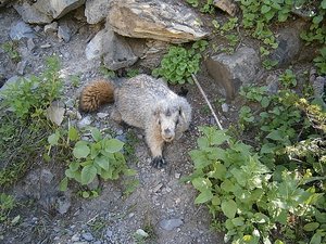 Highline Trail Marmot