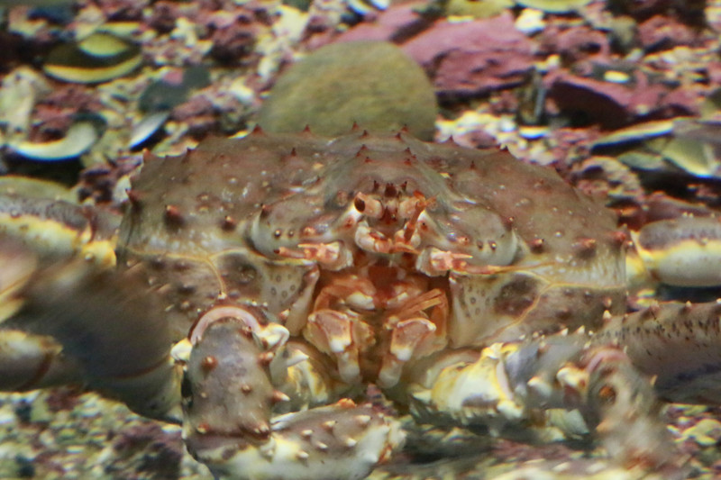 Crabby, posing for the photo