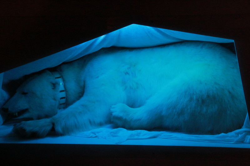 Polar bear keeping warm