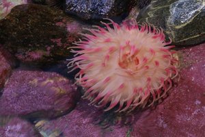 A sea urchin at Polaria