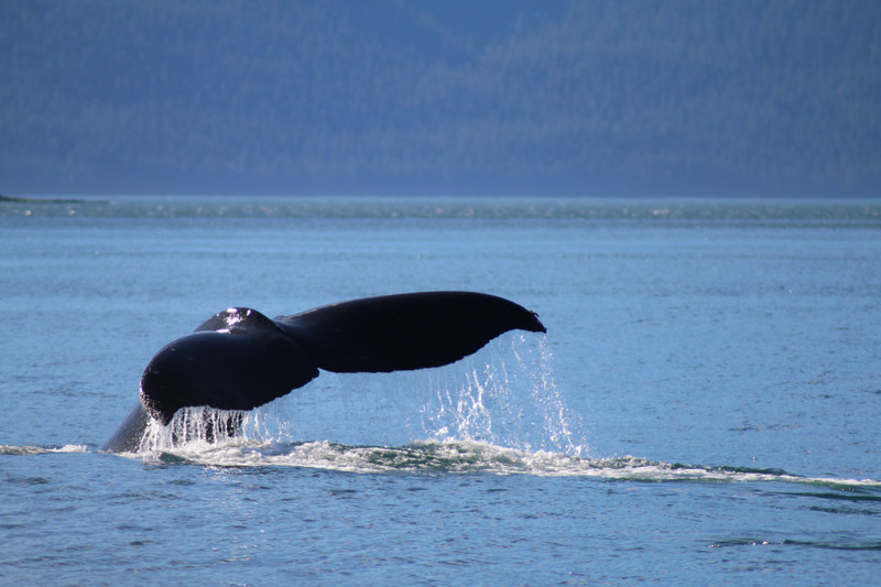 A humpback splashing its tail