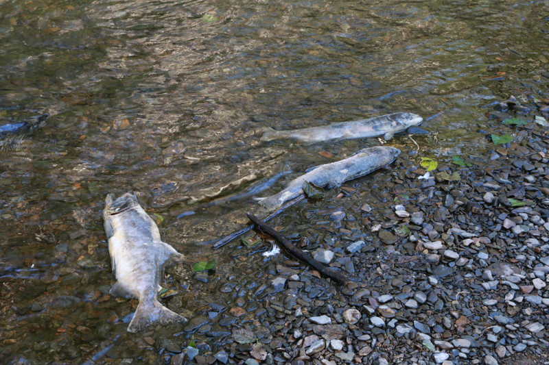 Salmon perished in the dozens - their job is done