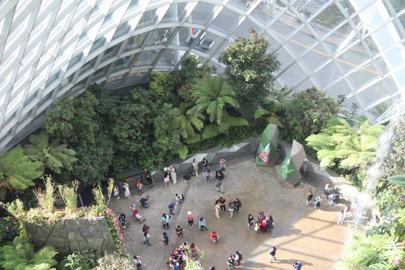 Looking down from the Cloud Forest walkway