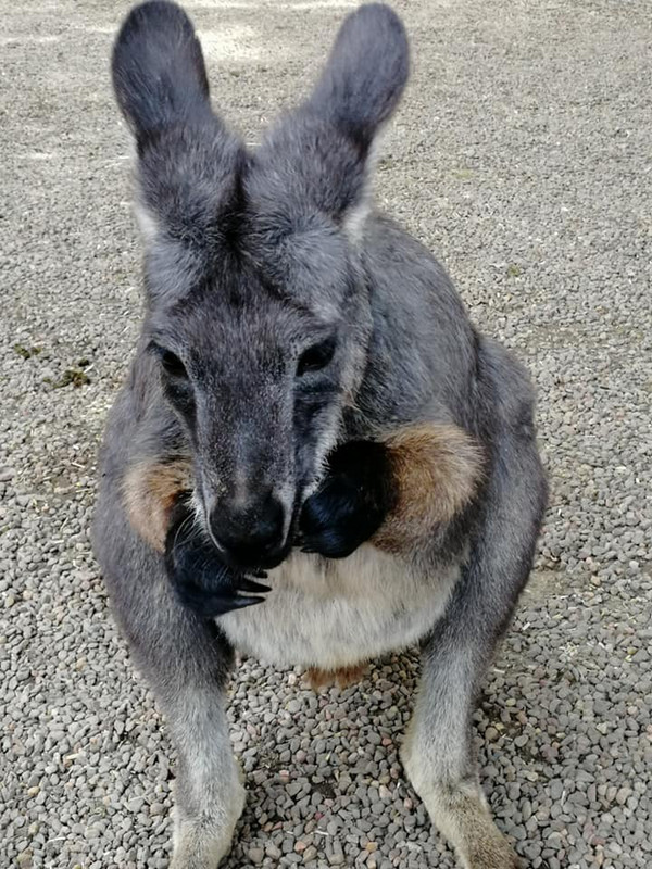 a small kangaroo looking for a fight