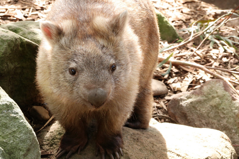 An alert looking Wombat