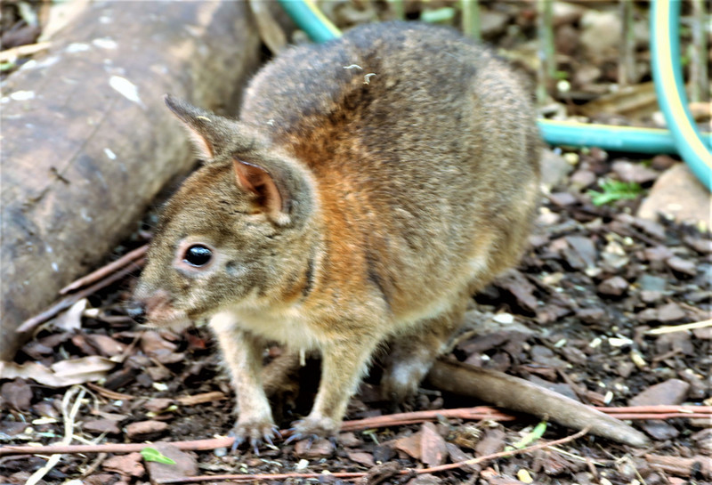 The kangaroo's lesser know cousin - the long noed poteroo