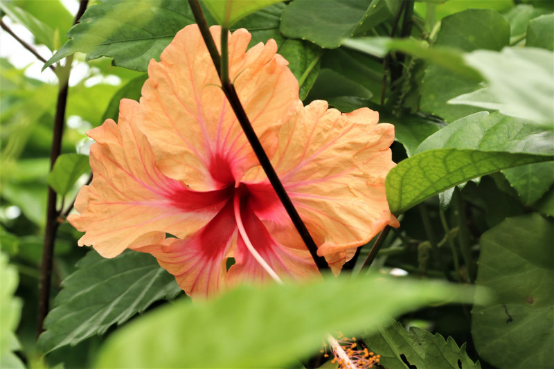 Tongan exotic flower #1