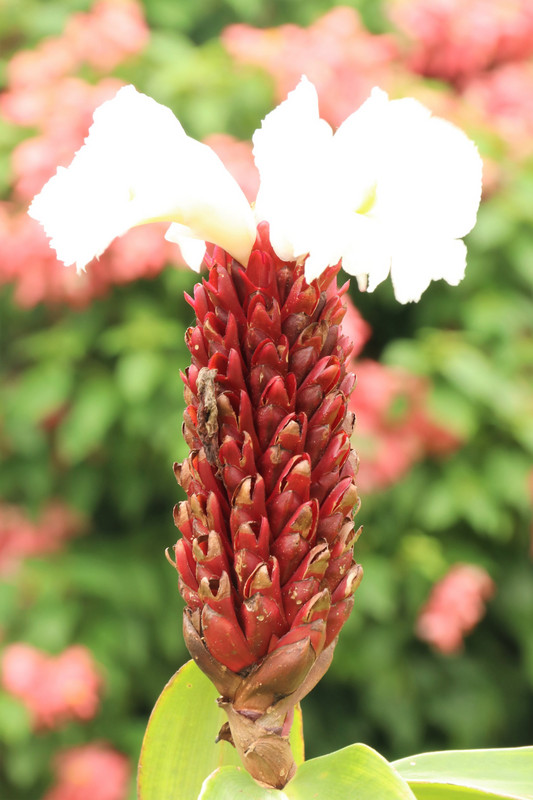 Tongan exotic flower #2