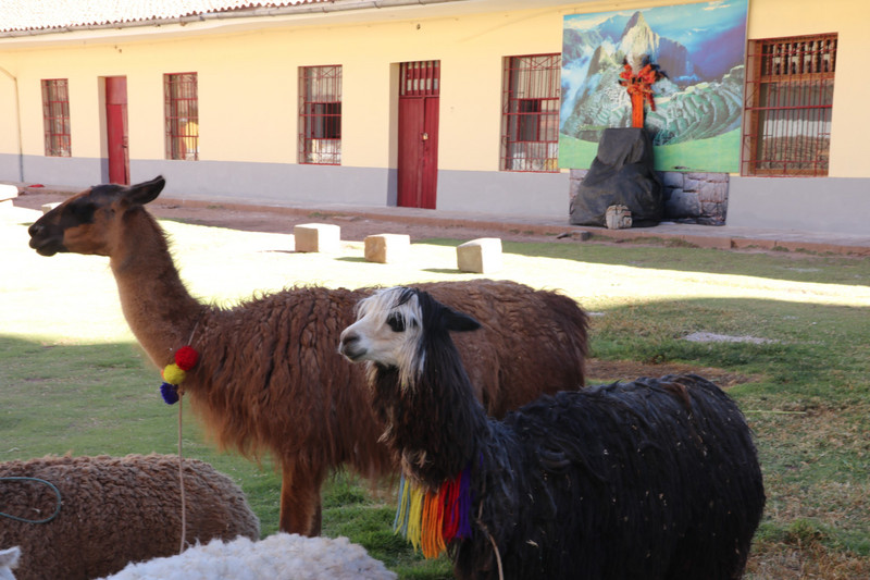 A couple of llamas on show around the back streets of Cusco