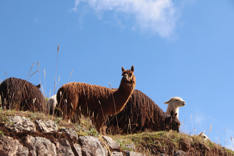 Alpaca outside the entrance of Saqsayhuaman