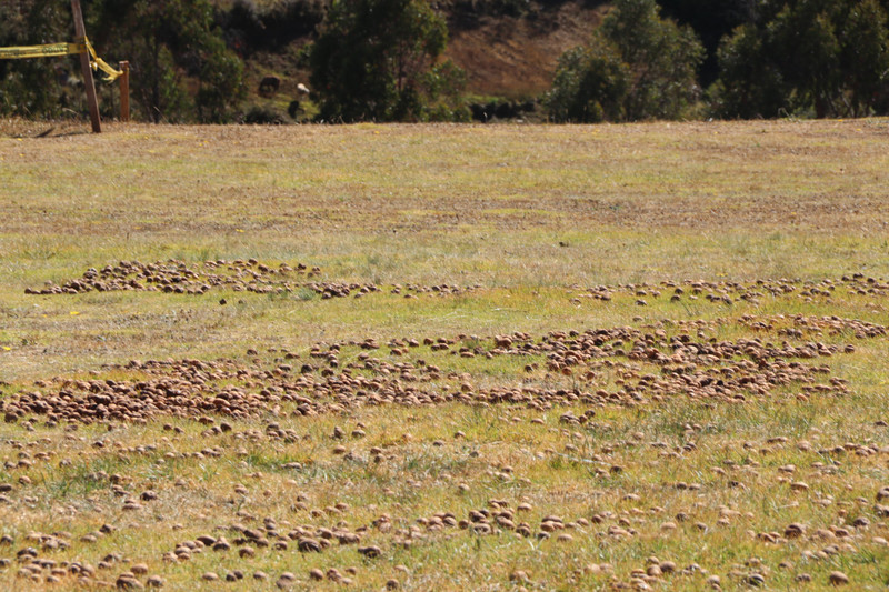 A field of Llama poo or potatoes going through the dehydration process