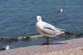 Struggling for photos - so here's one of a seagull!!