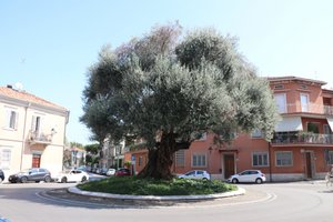The mighty Olive Tree Roundabout, Rimini