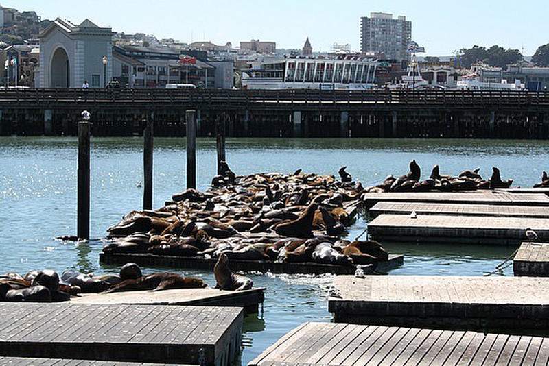 Ther famous San Fran seals!