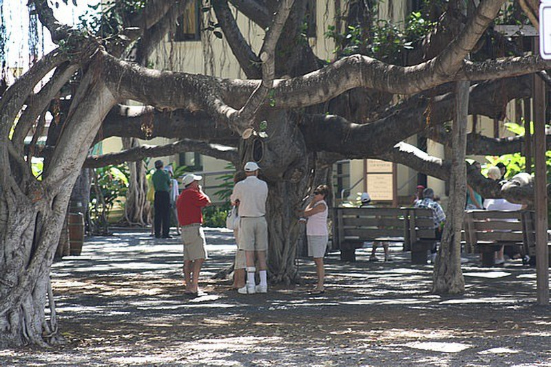 Another Banyan tree