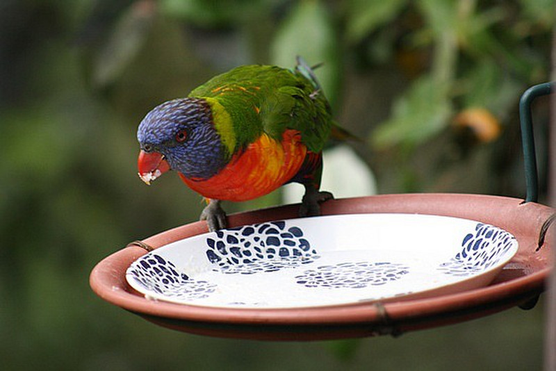 A Lorikeet stuffing his face!