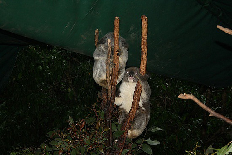 Nap time for Shaun&#39;s mates