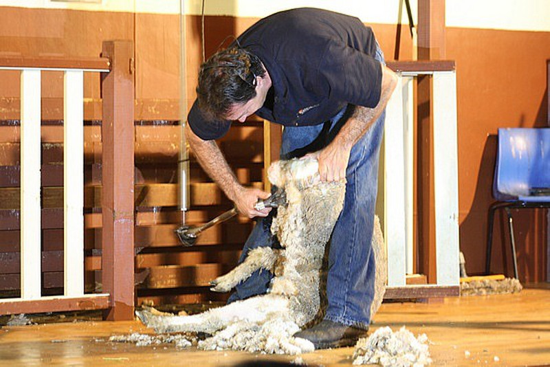 Sheep shearing at it&#39;s finest