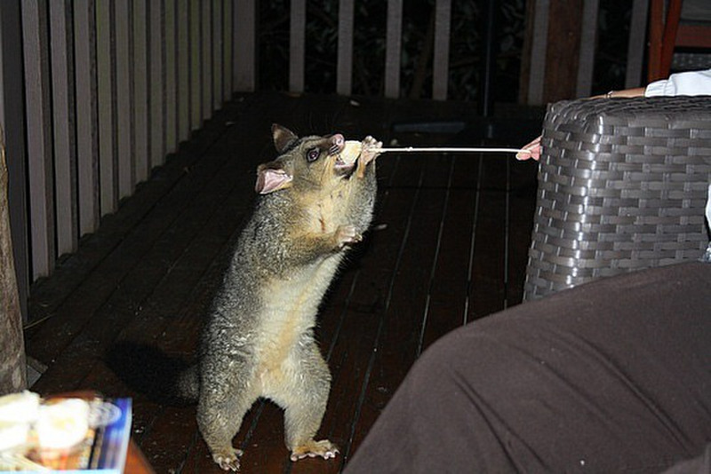 Possum getting a bit more daring