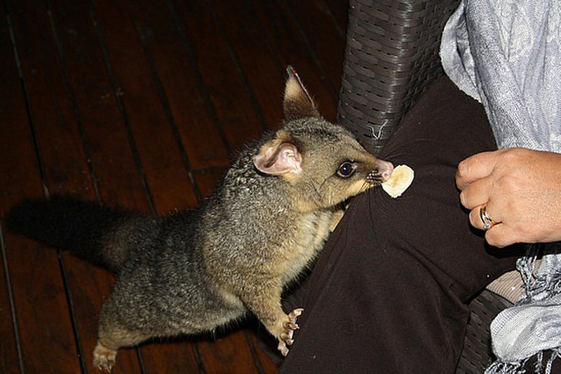 Possum eating out of Roisin&#39;s lap
