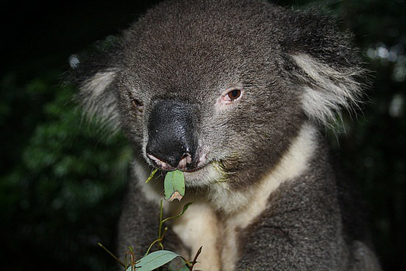 Shaun the Koala