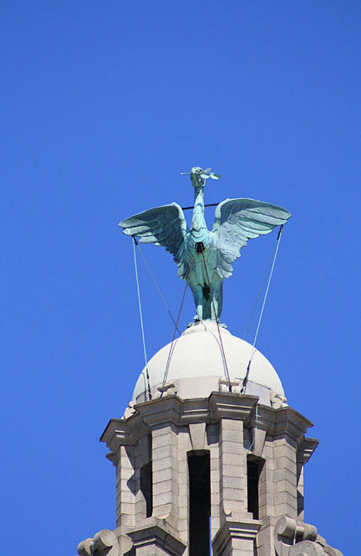 The famous Liverbird