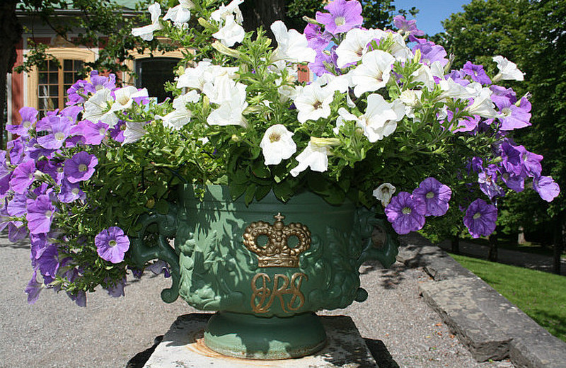 The Royal flower pot!!