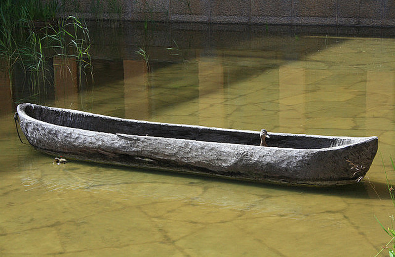 A duck escaping in a canoe