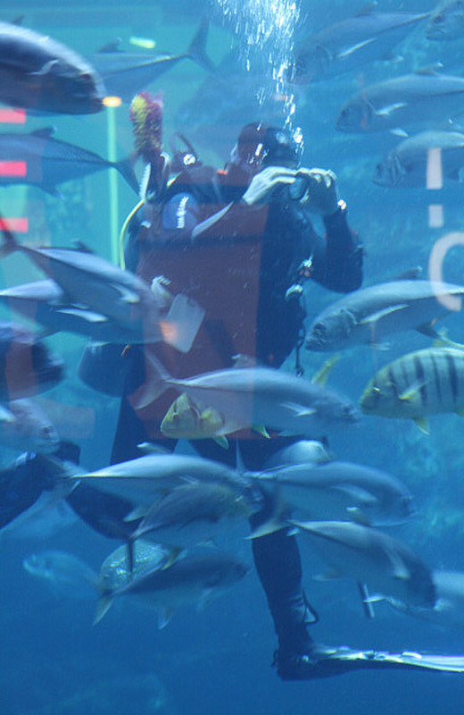A diver inn the Dubai aquarium