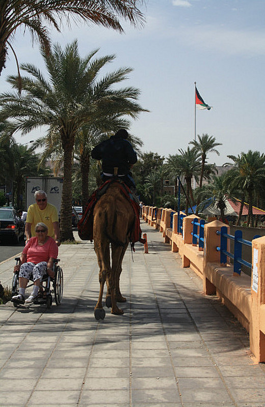 Are camels allowed on the pavement now?