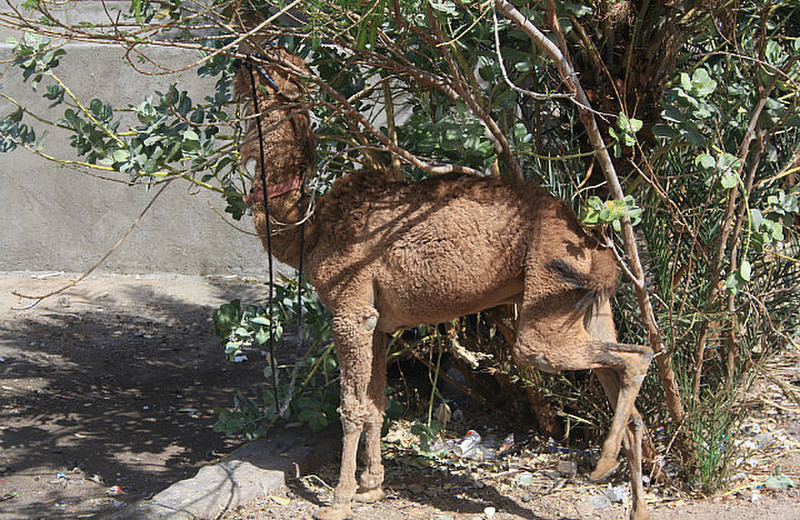 Camel in the shade - Aqaba