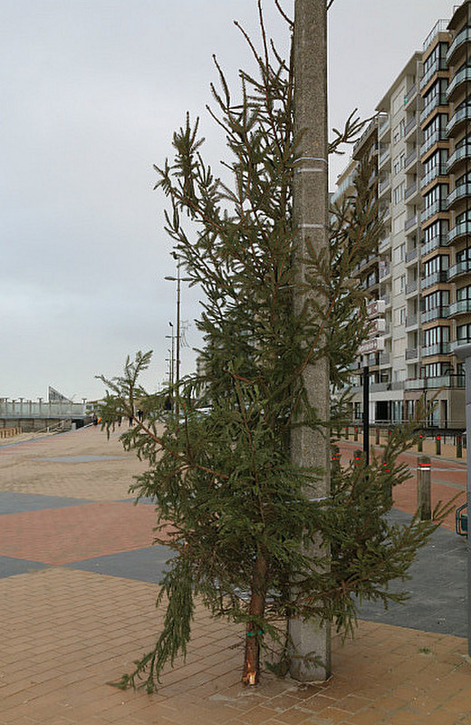 One of many disguarded Xmas trees, Blankenberge!