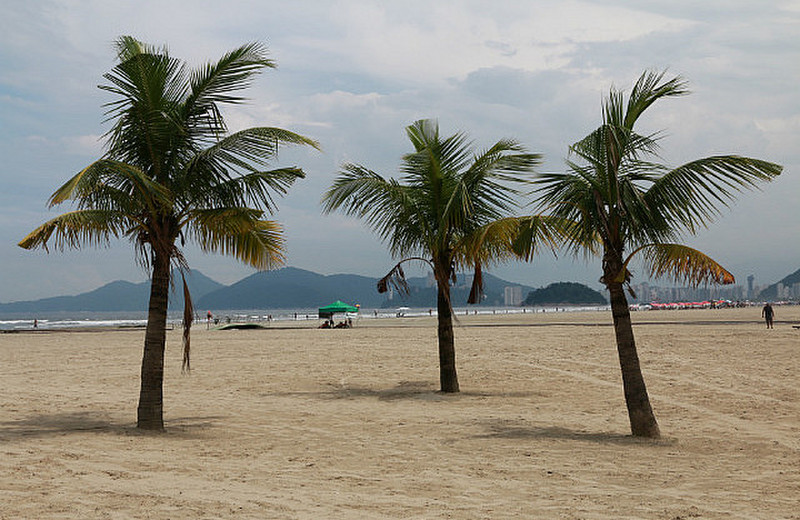 Palm trees on the beach - Santos