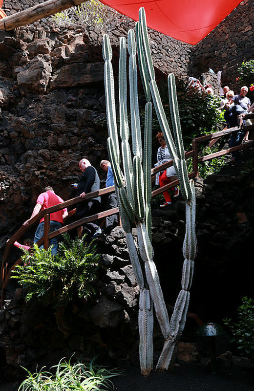 The cactus of Jameos del Agua