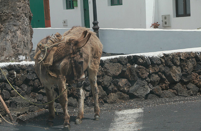 Poor, poor donkey in Haima, Lanzarote