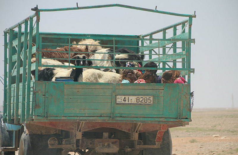 Children and goats go to market in Jordan!!