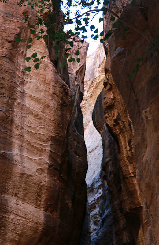 The narrow crevice of the Siq in Petra
