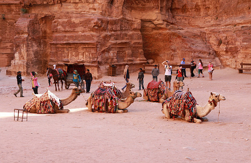 Camels awaiting to take you on a camel ride!!