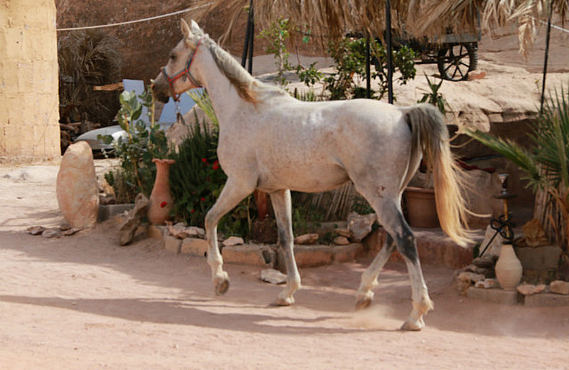 Our friendly Bedouin stallon