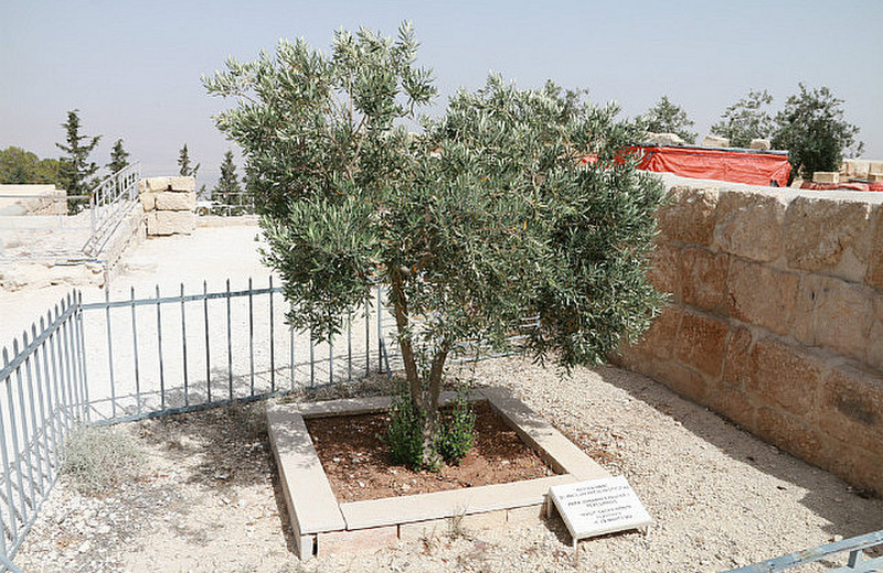 The olive tree planted by Pope JP II in 2000