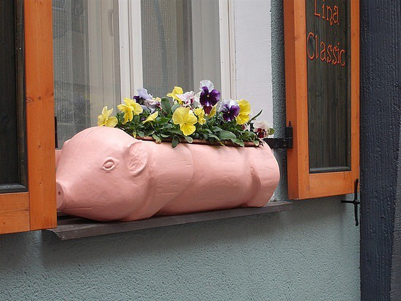 A piggy flower box - Tallinn