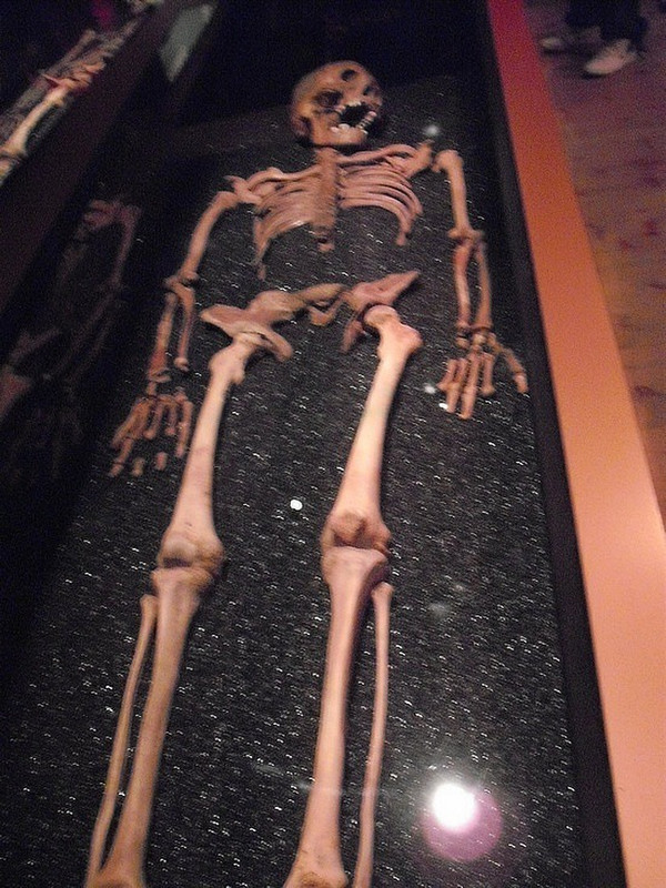 A skellington from the Vasa!