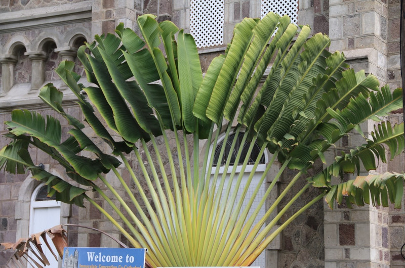 A fan palm outside Bassterre Cathedral