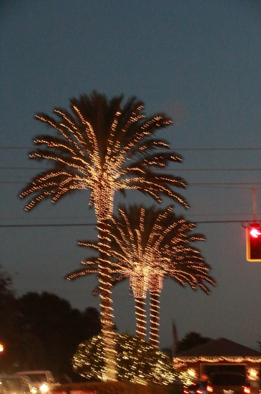 Even the Palms are illuminated