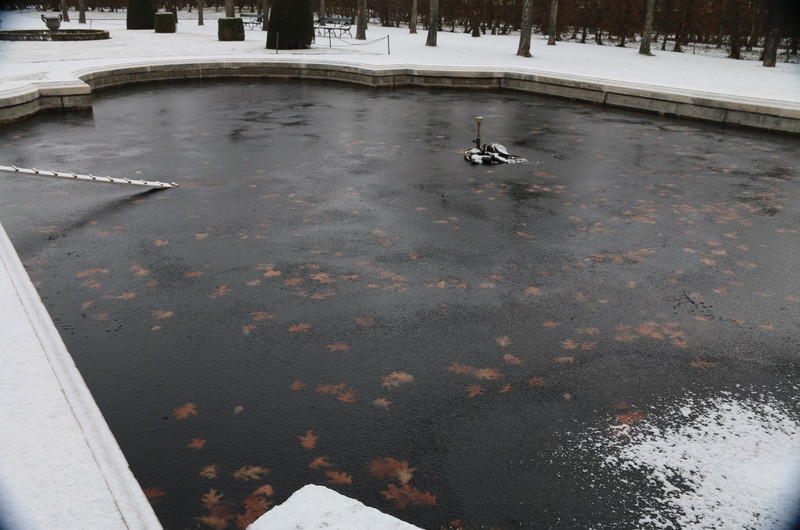 The frozen pond in the Botanical gardens!