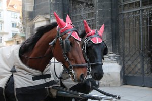 Horses for hire complete with ear warmers!!
