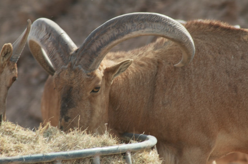 Oryx feeding its face
